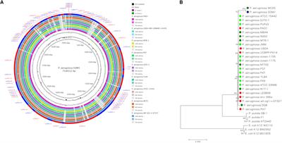 Functional and Genomic Characterization of a Pseudomonas aeruginosa Strain Isolated From the Southwestern Gulf of Mexico Reveals an Enhanced Adaptation for Long-Chain Alkane Degradation